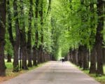 Лефортовский парк, аллея, деревья, липы, лето,фото Юлия Смагринская