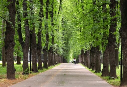 Лефортовский парк, аллея, деревья, липы, лето,фото Юлия Смагринская