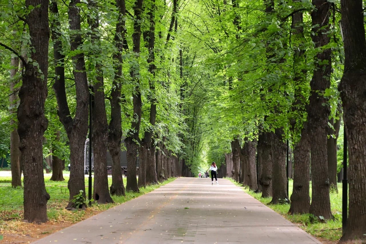 Лефортовский парк, аллея, деревья, липы, лето,фото Юлия Смагринская