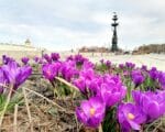 Городо, цветы, весна Фото Юлия Смагринская