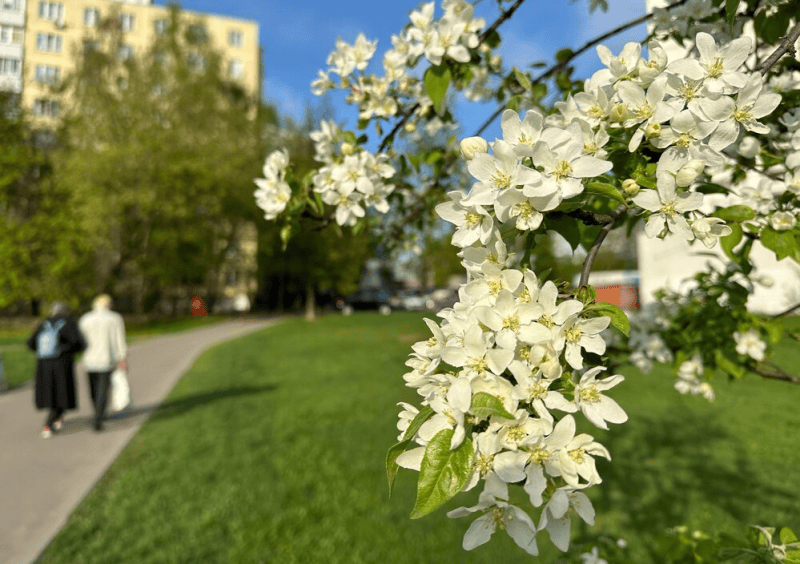 весна, яблони цветут, Фото мобильного репортера / агентство «Москва»