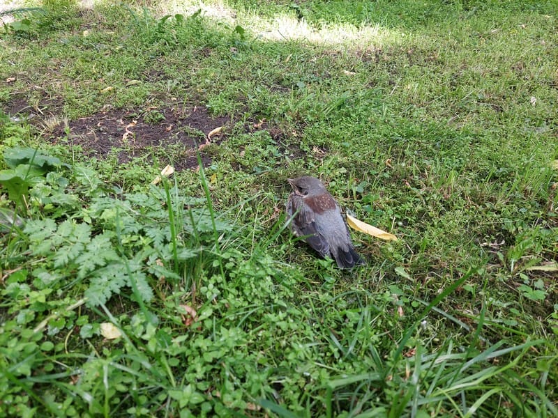 птицы Фото Яны Маевской