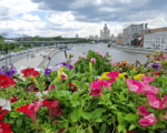 лето, цветы, река, Фото мобильного репортера / агентство «Москва»