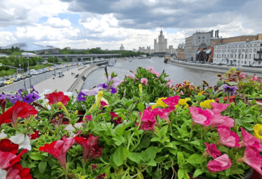лето, цветы, река, Фото мобильного репортера / агентство «Москва»