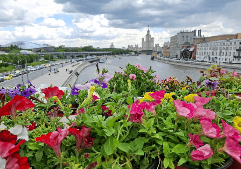 лето, цветы, река, Фото мобильного репортера / агентство «Москва»