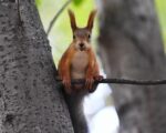 белка Фото: Департамент природопользования и охраны окружающей среды города Москвы