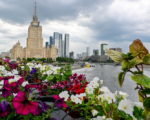Лето, Москва-река, мост, цветы, Фото Сергея Киселева / агентство «Москва»